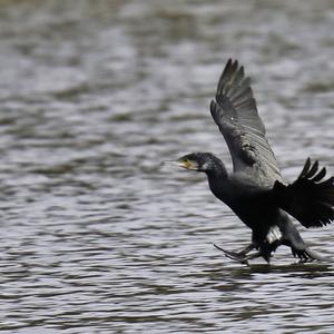 Great Cormorant