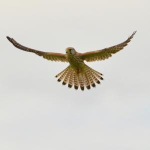 Common Kestrel