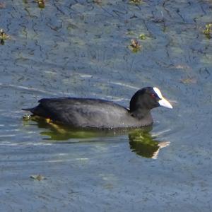 Common Coot