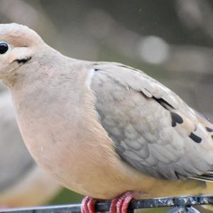 Mourning Dove