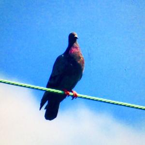 Rock Pigeon