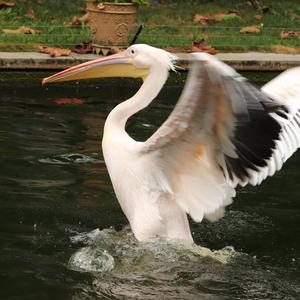 Great White Pelican