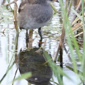 Common Moorhen