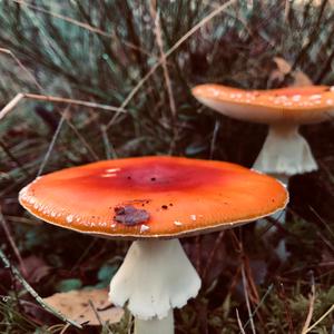 Fly Agaric