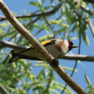 European Goldfinch