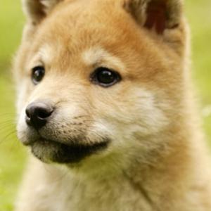 Shiba Inu