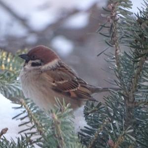 Eurasian Tree Sparrow