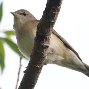 Garden Warbler