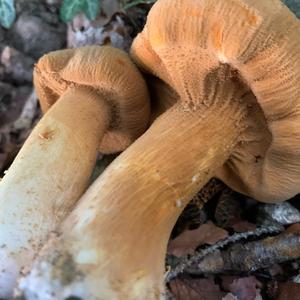 Golden False Pholiota