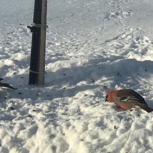 Pine Grosbeak