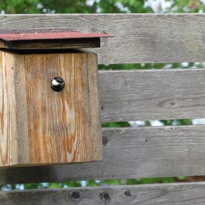 Great Tit