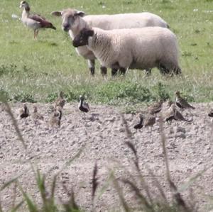 Eurasian Golden Plover