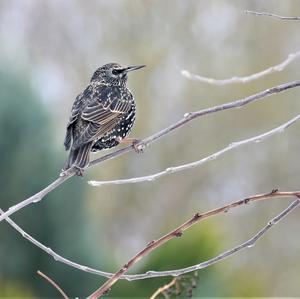 Common Starling