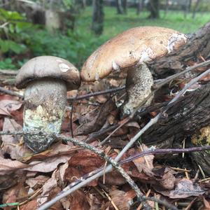 Orange Birch Bolete