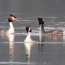 Great Crested Grebe