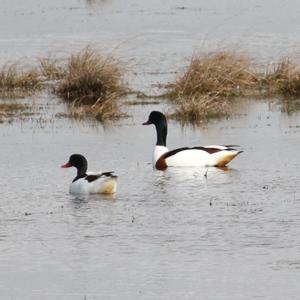 Common Shelduck