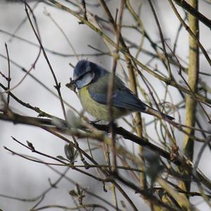 Blue Tit