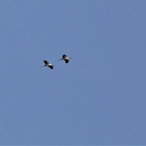 Wood Stork