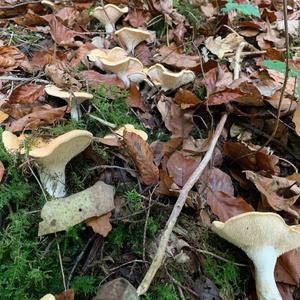 Hedgehog Fungus, Common