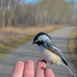 Black-capped Chickadee