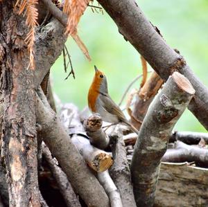 European Robin