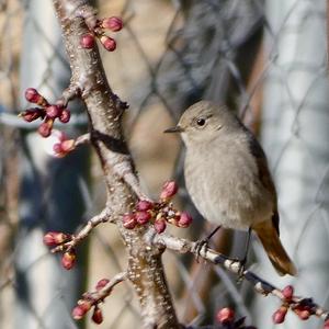 Black Redstart