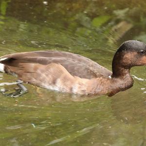 Ferruginous Duck