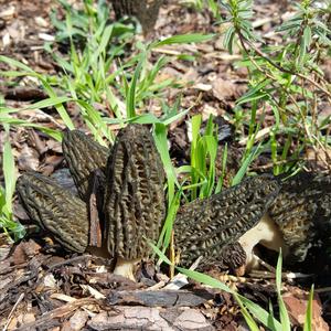 Black Morel