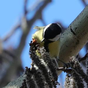 Great Tit