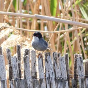 Sardinian Warbler