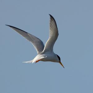 Little Tern