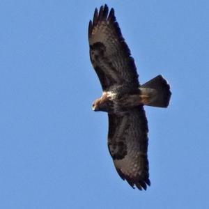 Common Buzzard