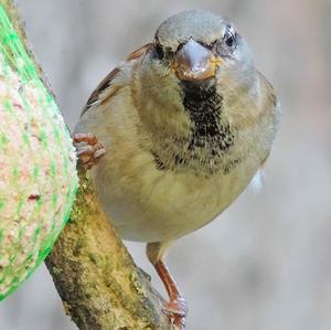 House Sparrow