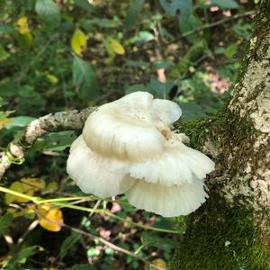 Oyster Mushroom