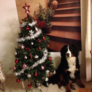 Bernese Mountain Dog