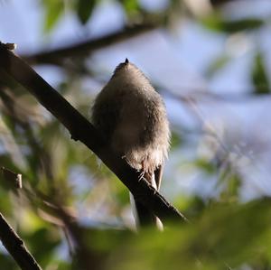 Long-tailed Tit