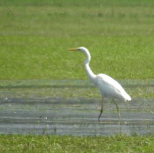 Great Egret