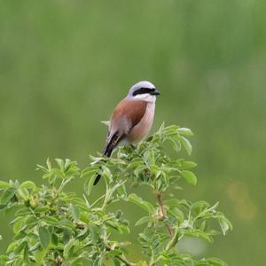 Red-backed Shrike