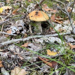 Orange Birch Bolete