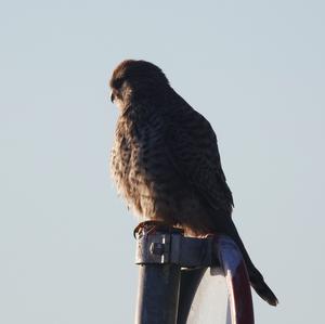 Common Kestrel