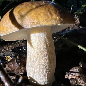 Summer Bolete