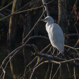 Cattle Egret