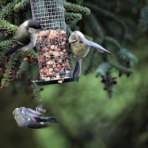 Blue Tit