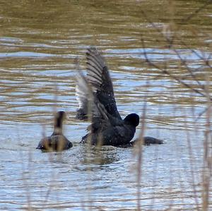 Common Coot