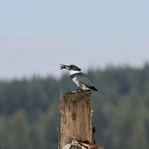 Belted Kingfisher