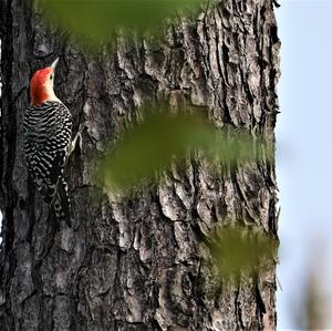 Red-bellied Woodpecker