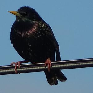 Common Starling