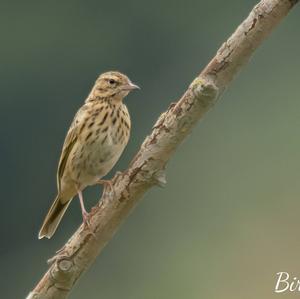 Tree Pipit