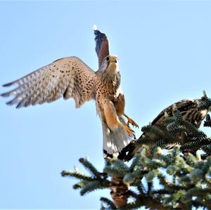 Common Kestrel