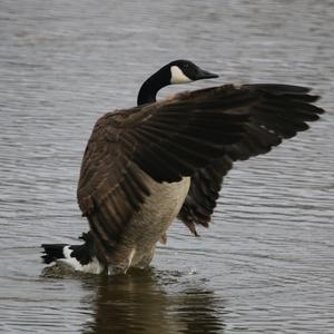 Canada Goose